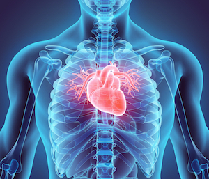 cardiovascular-300.jpg